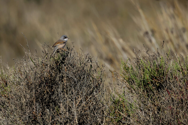 Fauvette à lunettes mâle en Camargue